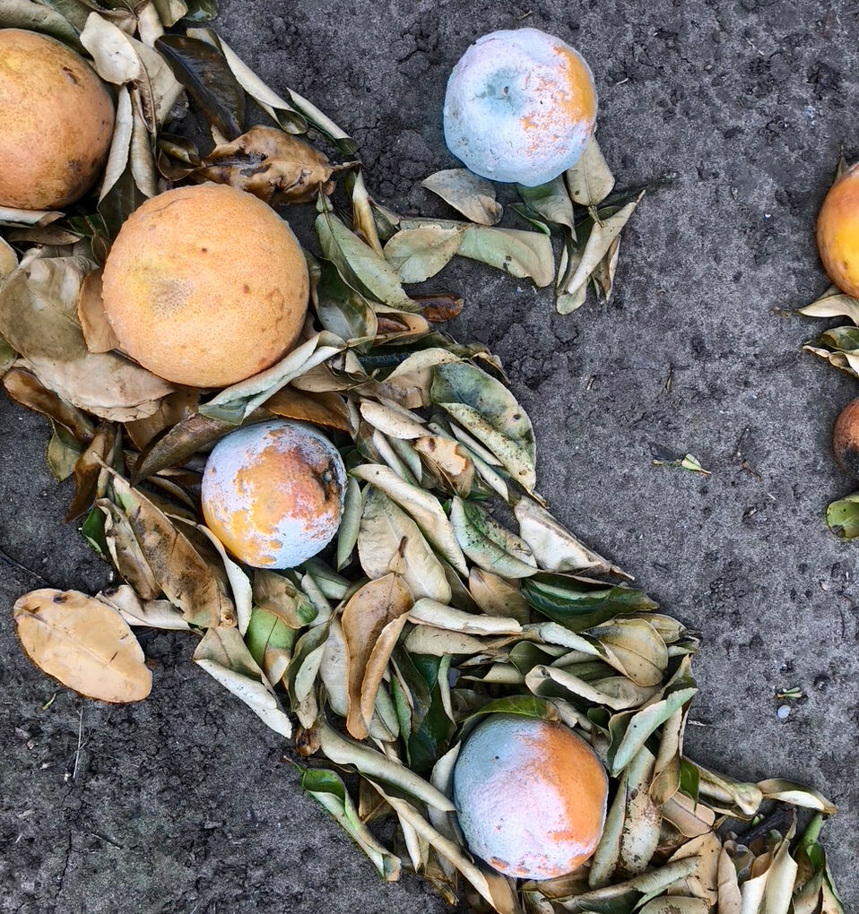 Grapefruits frozen